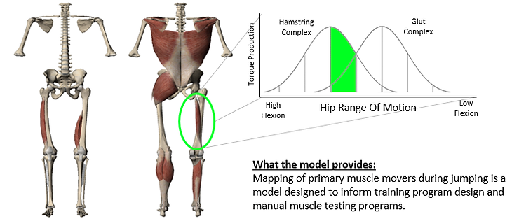 Muscle Modeling: Identify Primary Movers from Movement Results